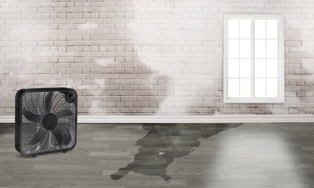 Best Water damage cleanup near me  in Lake City, PA
